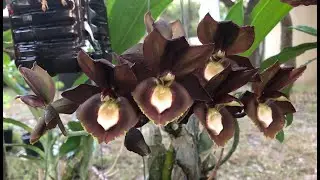 Catasetum Show & Tell