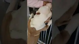 When your dog won't perform 🫠 #ytshorts #dog #pets #funny #dogtraining  #beastly