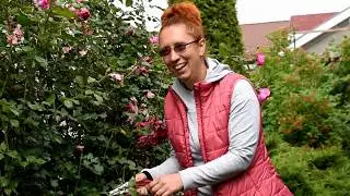 Секреты выращивания плетистых роз
