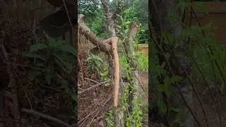 Traditional Meta Farmer passes it on to generations . The hoe , Meta Farm tool can yield millions $