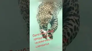 Зверь