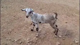 🌾 سلالة الماعز الصلالي الأسطورية في جبال ظفار ⛰️🐐 The Rare Salalah Goat of Dhofar 😍 A Natural Beauty