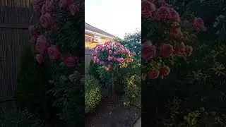 🌱Розы на штамбе для вашего сада🌱