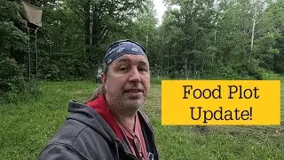 Food Plot for Deer Update