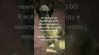 коты 