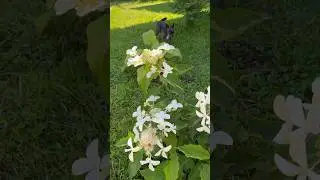 Доброе утро🙏❤️из моего сада🌸🌸🌸 #доброеутро #музыка #деревня