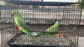 Parrot natural sounds | Talking Parrot | Parrot Video | Parrot Speaking |