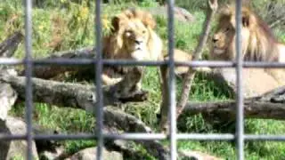 Lions at the Melbourne Zoo.