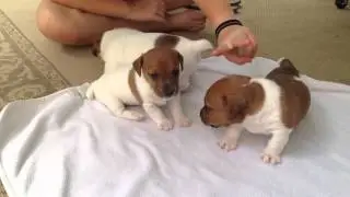 Jack Russell Puppies - 4 weeks old