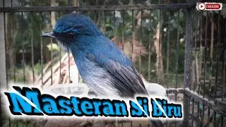 Suara Pancingan Burung Sikatan Ninon • Masteran Si Biru