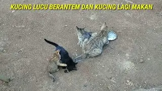 anak kucing lucu dan kucing lagi makan siang