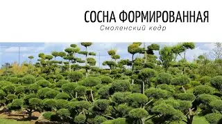 Формированные сосны