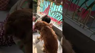 Combing the Golden retriever- a regular chores@juniethegoldenretriever