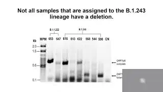 InDel-Mex: A pipeline for the detection of long deletions in... - Jose Abel Lovaco-Flores - LA 2022