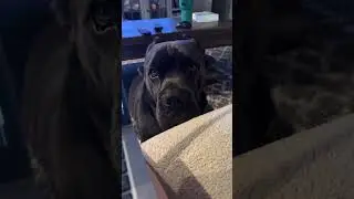 Perfect guy! Just trying to get some work done 😂- Via: Brittany Hogan (tt)  #canecorso