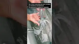 Кальмар, который умеет становиться прозрачным