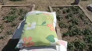 влог на даче с собачками