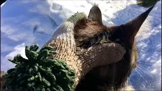 НАШ ЗИМНИЙ АПРЕЛЬ# КОТ И СОБАКА ГУЛЯЮТ ВМЕСТЕ ПО СУГРОБАМ