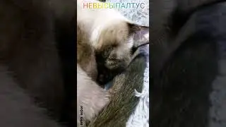 не пойму две вещи 🤪