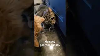 не хочу разговаривать