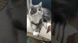 Просроченный йогурт #приколы #котики