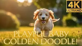 Golden Doodle - Playful Baby Puppy Having Fun!!!