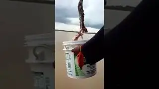 Как ловить пираний