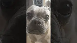 🏆 Paula holt den Super-Ball: Die Französische Bulldogge mit der gesunden Atmung🐕💨 