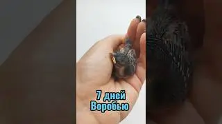 ПТЕНЕЦ ВОРОБЬЯ 7 ДНЕЙ С РОЖДЕНИЯ 🤗 #спасениептенца #shorts
