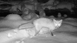 Red fox sniffs and scent marks - trail cam footage!