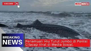Penemuan Hiu Tutul Terdampar di Pantai Wagir Indah Cilacap Viral di Media Sosial || BREAKING NEWS