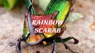 The Ants: Underground Kingdom- NEW Rainbow Scarab insect!