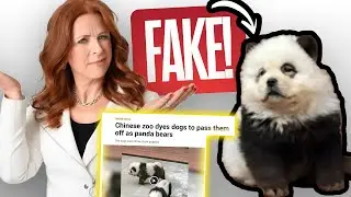 Panda Dogs