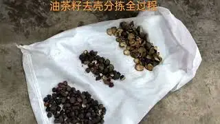 Camellia oil seed sorting/sortex/sorter machine with latest Deep Learning Technology