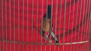 Selesai Mabung Pertama Ari Kudus 286 ( Jagal Jr )