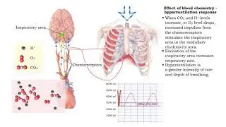 Effect of blood chemistry - stimuli, hyperventilation response and hypoventilation response