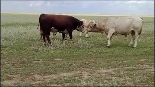 Герефорд бұқа мен Әулиекөл бұқа төбелесейін деп жүр! 🐃