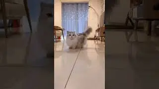 Kucing lucu Bingung Tercengang