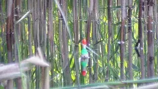 ЛОВЛЯ КАРАСЯ ВЕЧЕРНЯЯ ЗОРЬКА