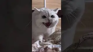 Cute 🥺