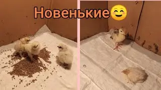 Новости про самых маленьких ☺