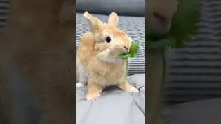 nom nom nom 