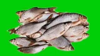 Fish HD video. copyright free. green background. green screen videos. green screen.