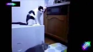 ПРИКОЛЫ С ЖИВОТНЫМИ