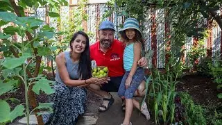 Astoria Backyard Garden Tour (Queens, NYC) // Nimmers' Garden