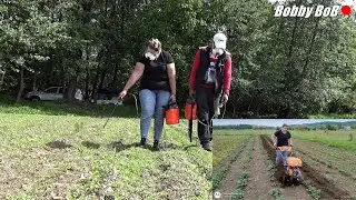 Am erbicidat porumbii, am sapat cartofii, cum arata mazarea dupa erbicidare..