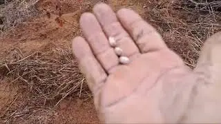 PLANTANDO FEIJÃO CARIOQUINHA