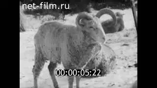 Падёж скота 1987 и подведение итогов, Калмыцкая АССР 1988 год