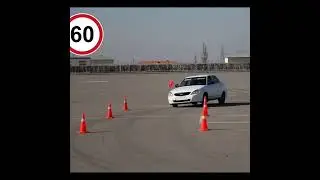 #лосиныйтест