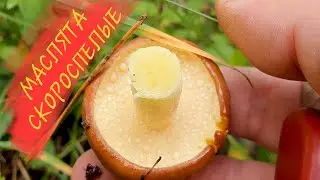 ГРИБЫ ДОЖДЯ. 🍄🍄🍄 СКОРОСПЕЛЫЕ МАСЛЯТА